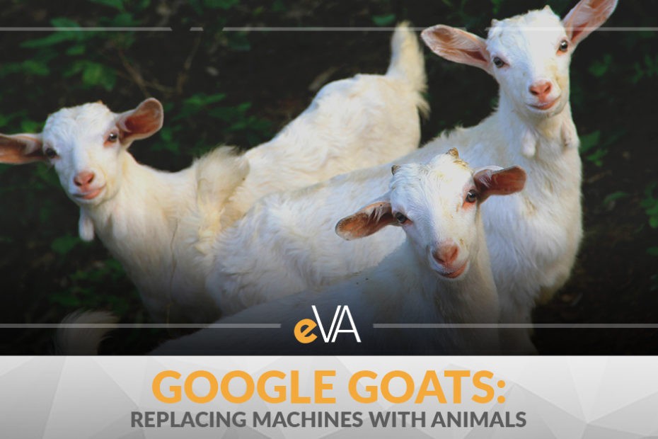 google goats: replacing machines with animals